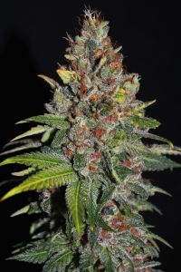 Tropical Punch - 5-pack