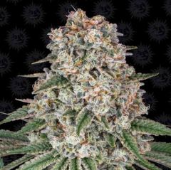 Tropicanna Banana - 5-pack