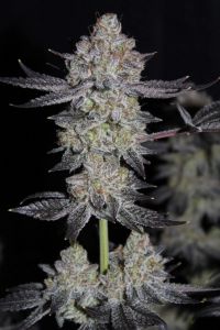 Tropicanna Cookies Fast Flowering - 5-pack