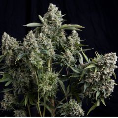 tutankhamon-5pack-fem-pyramid-seeds-amsterdam-seed-center