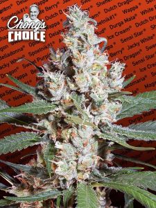 la-amnesia-chongs-choice-paradise-seeds-amsterdam-seed-center