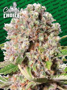 mendochino-skunk-chongs-choice-paradise-seeds-amsterdam-seed-center