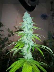 Wedding Cake - 5PACK