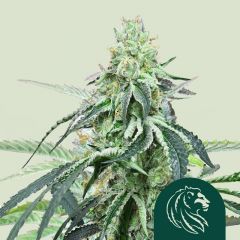 wedding-gelato-royal-queen-seeds-amsterdam-seed