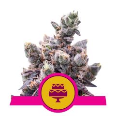 wedding-gelato-royal-queen-seeds-amsterdam-seed