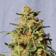 White Domina - 5PACK