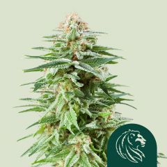 White Widow