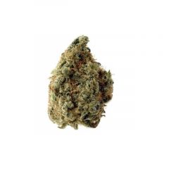 white-choco-auto-5pack-amsterdam-genetics