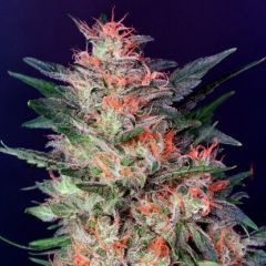 White Widow