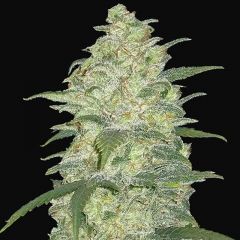 White Widow Auto - 5-pack