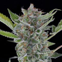 White Widow Autoflowering