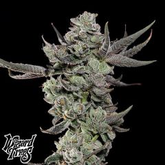 Cali Tings - 3-pack