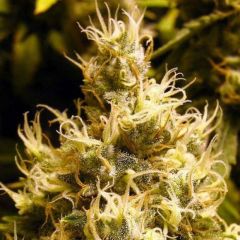 wonder-woman-5pack-feminized-nirvana-seeds