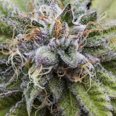 Bubba Kush