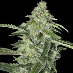 TNT Kush CBD - 6-pack