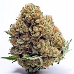 XXL Boombastic Autoflower - 5-pack