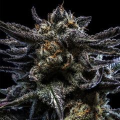 Auto Zombie Kush - 5-pack