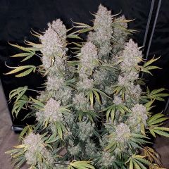 Zupreme Lime Auto
