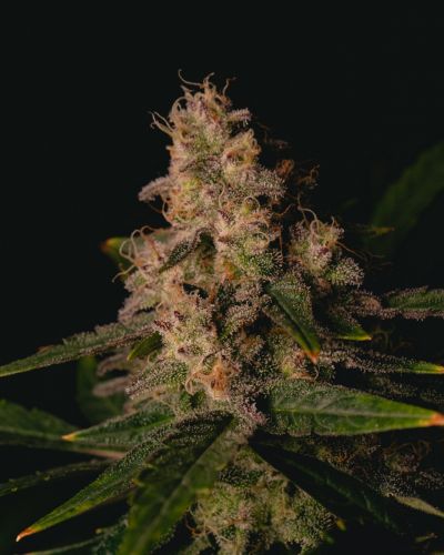 Garlic Cookies