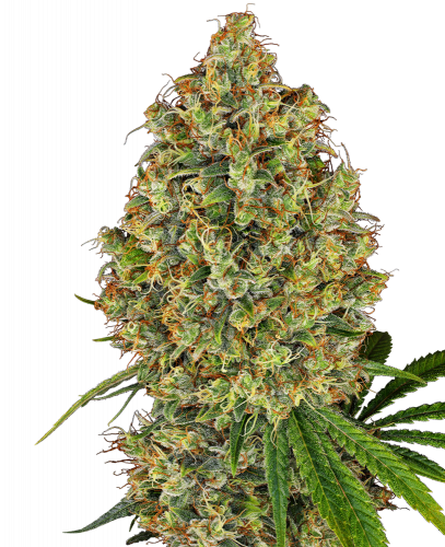 AK 420 (Feminised) - White Label Cannabis Seeds