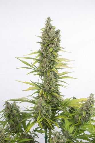 Amnesia AUTO CBD Strain