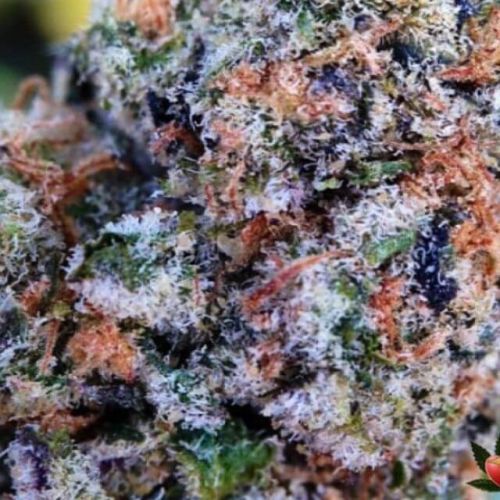Animal Cookies
