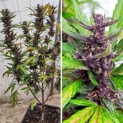Auto Forbidden Cherry (Feminised) - Dutch Passion Cannabis Seeds