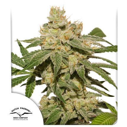 Elev8 Seeds: Star Punch (Hybrid)