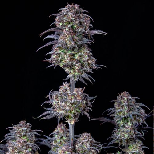 Blueberry Auto