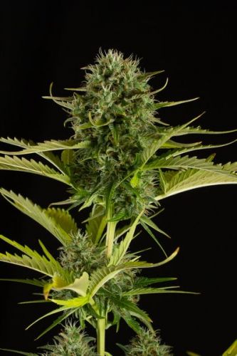 Kush ‘n Cheese Autoflowering Strain