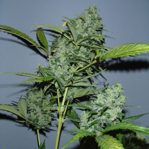 Autoflowering White Russian #1 Strain