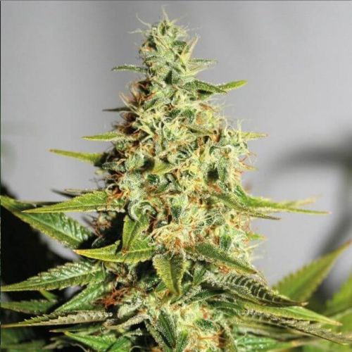 20 Superstars We Would Love To Recruit To Test Our Surprising Acapulco Gold Strain Seeds