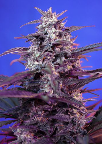 Bloody Skunk AUTO Strain