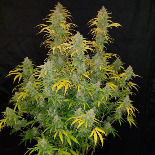 Blue Dream’matic