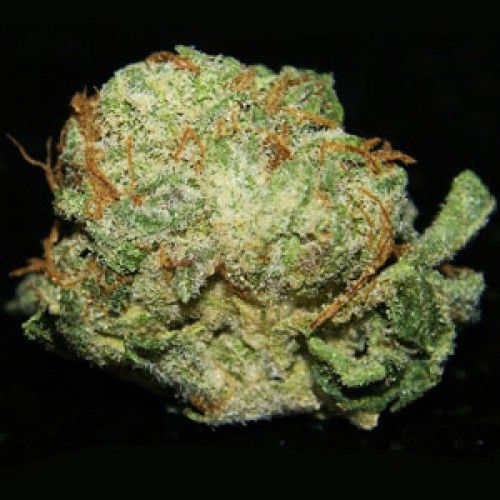 Bubble Kush Rapid Formula