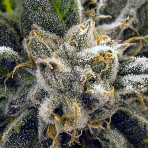 God bud