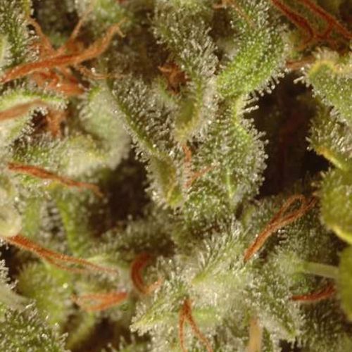 Collection Pack Sativa Champions Strain
