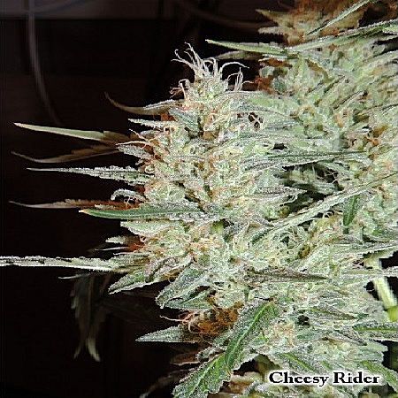 O.D.B Strain