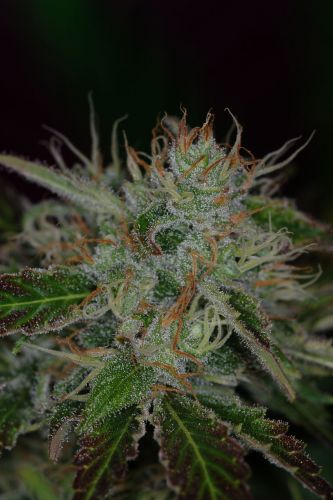 Jack The Ripper (Regulär) TGA Genetics Hanfsamen kaufen Jack The Ripper (Regulär) TGA Genetics Hanfsamen kaufen