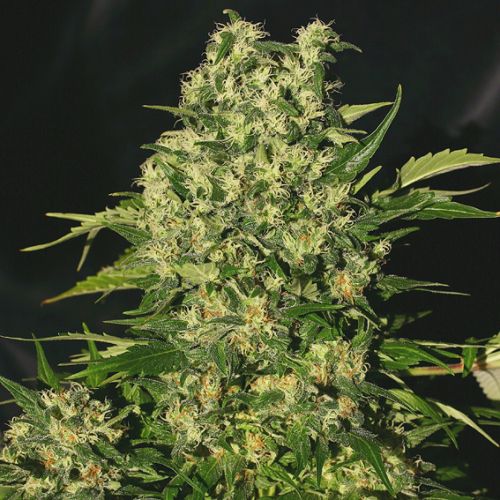 Chronic (Feminised) - Serious Seeds Cannabis Seeds