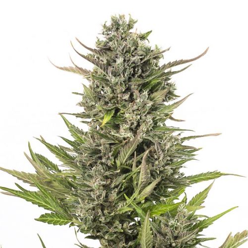 Critical + Autoflowering CBD