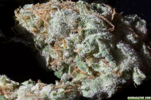 Dead Head