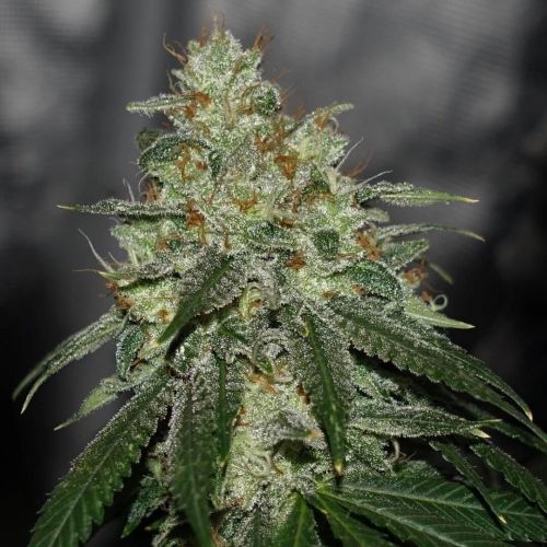 Di Frutti LTD Strain