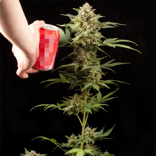 Haze Auto Strain
