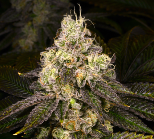 Double Cross Strain