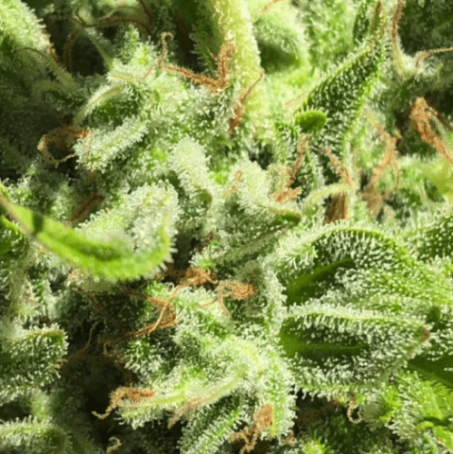 Garlic Haze Strain