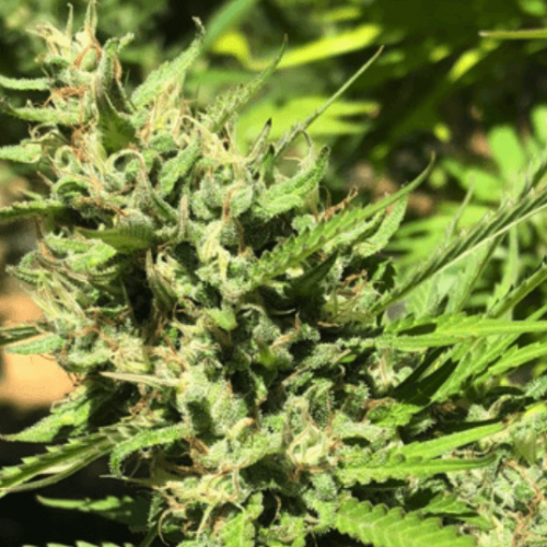 Marula Strain