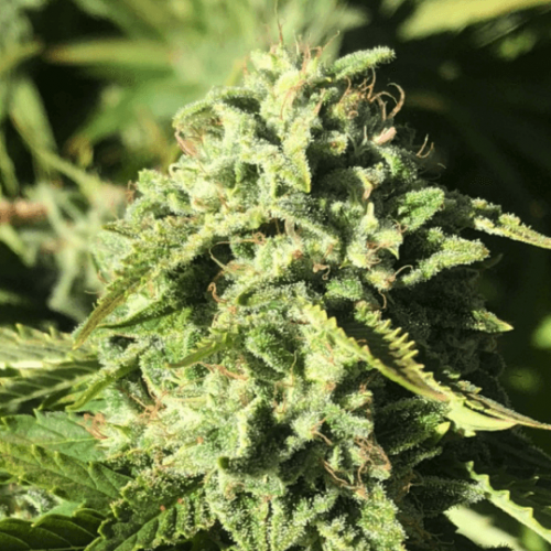 Pumpkin Punch Strain