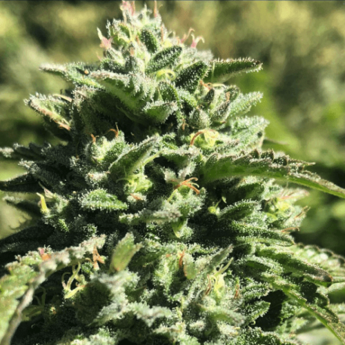 Witchy Wonder Strain