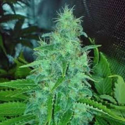 Freeze Cheese ’89 Strain